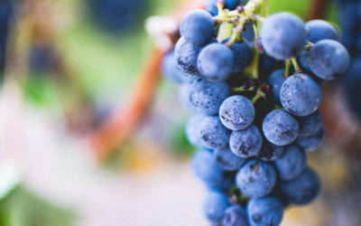 Weekend ouverture La Fontaine Arts et Vins (4, 5 et 6 octobre)